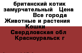 британский котик замурчательный › Цена ­ 12 000 - Все города Животные и растения » Кошки   . Свердловская обл.,Красноуральск г.